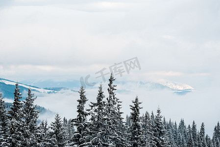 雪山美景，松林，白云飞扬