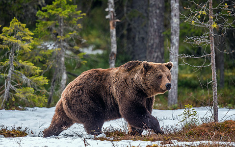 春天森林里有一头野棕熊。欧洲棕熊 (休斯 Arctos )