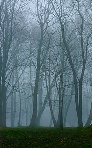 美丽的谜雾和绿色的青苔，地面上的森林