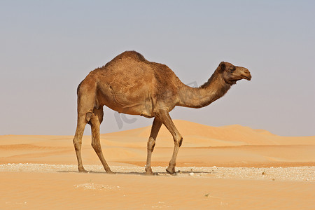 季中摄影照片_空季骆驼