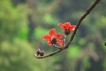 棉花花在春天的时间