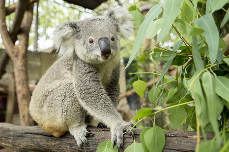 澳大利亚考拉熊坐在树枝上