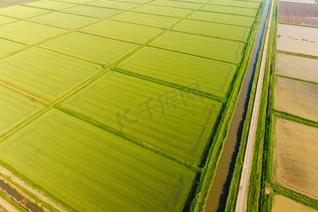 稻田里摄影照片_稻田里充斥着水。淹没的稻田。田间水稻生长的农艺方法.