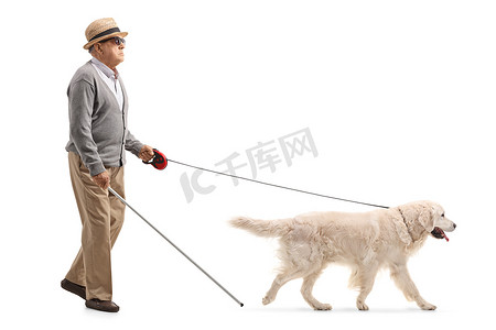 在白色背景下被隔离的狗的帮助下, 一个失明的成熟男子行走的全长剖面照片
