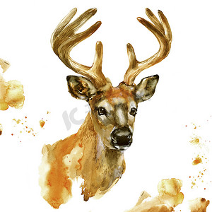 手绘花朵鹿头摄影照片_水彩鹿头。在白色背景查出的大角动物