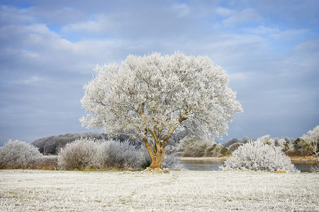 蓝色天空摄影照片_霜所涵盖的树木