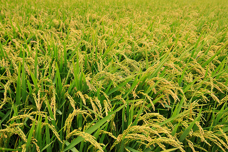 大田水稻籽粒生长的植株