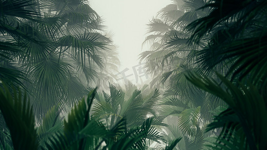 mg场景摄影照片_3d 插图背景的广告和壁纸在丛林场景。装饰概念中的3d 渲染 