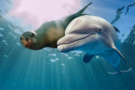 你看摄影照片_海豚和海狮水下 