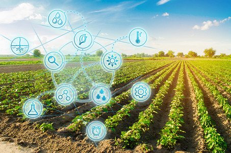 农场辣椒。创新和现代技术。质量控制，提高作物产量。监测植物的生长，监测自然条件。农产工业数字化.