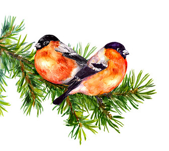 小鸟水彩摄影照片_两种红腹灰雀鸟 fir 或松树的树枝上。水彩