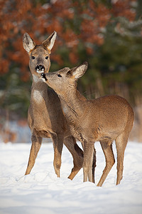 母子鹿, 卡波鲁斯, 在冬吻的深雪中.
