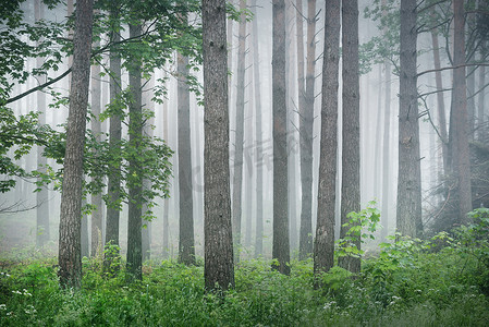 风景宜人摄影照片_古老的松树在日出时分神秘的白雾中生长.孤独的绿枫树特写。宜人的秋天风景.美丽的常绿北部森林。生态、生态旅游、环境