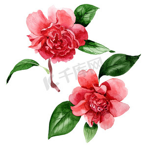 粉红色的山茶花与绿叶隔离在白色。水彩背景插图元素.