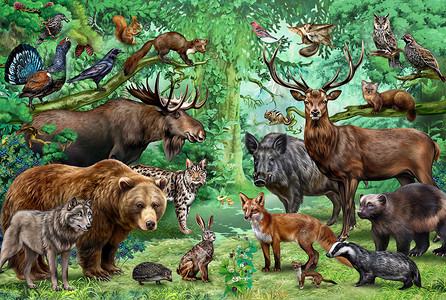 海报写实摄影照片_针叶林中的动物和鸟类，针叶林中的植物和动物，写实的图画，色彩艳丽的海报，书中的插图