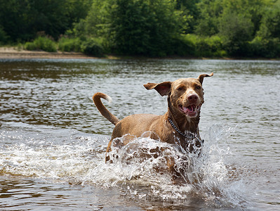 狗在水中跑，狗享受在河，游泳的狗，在湍急的河流中游泳的狗的肖像