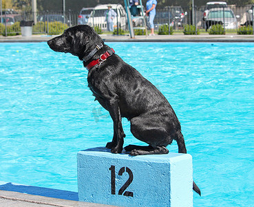 可爱的狗在公共游泳池游泳 