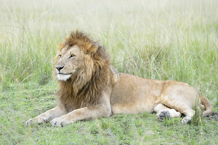 雄狮 (panthera leo) 躺在肯尼亚马赛马拉的大草原上