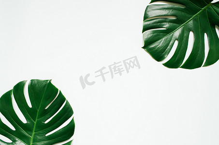 字体空间摄影照片_两个绿色龟背竹热带叶子框架在白色背景。用于复制、文本、字体的空白空间.