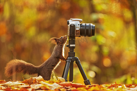 斗罗大陆摄影照片_欧亚大陆红松鼠（Sciurus vulgaris）好奇地发现于三脚架上的森林相机中，