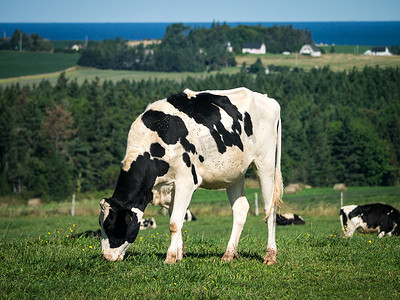 精灵王子摄影照片_奶牛在牧场放牧