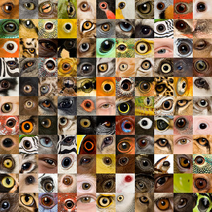 东拼西凑的 121 动物和人类的眼睛