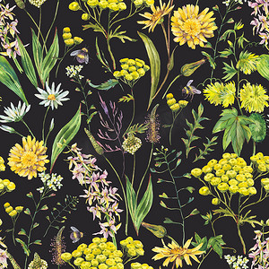古色古香的水彩缤纷的夏黄草甸野花无缝图案.黑色背景的植物植物植物，自然的物体。药用花卉插图