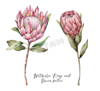 一套水彩画国王蛋白和王后蛋白。手绘热带粉红花,叶子在白色背景上隔绝.用于设计、印刷、面料或背景的花卉图解。夏季植物.