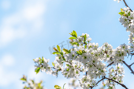 黑荆棘花映衬着春天的蓝天.梅花的枝条被太阳照亮的梅花的枝条有题字位置的贺卡的背景.
