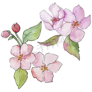 粉色樱花。花卉植物花。野生春叶野花分离.