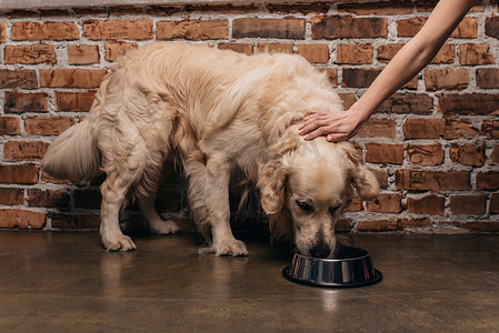 彩绘金毛摄影照片_裁剪视图的妇女抚摸金毛猎犬狗吃宠物食品