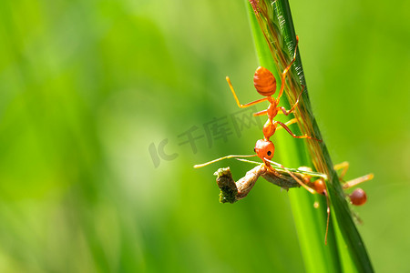 among摄影照片_red ant, action helping for food on the branch big tree, in garden among green leaves blur background, selective eye focus and black backgound, macro