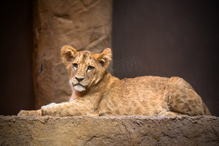 可爱的小狮子摄影照片_可爱的小狮子躺在岩石上