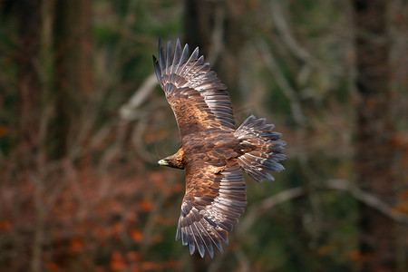 翱翔的雄鹰摄影照片_鹰鸟飞在荒野中