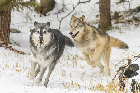 白雪皑皑的森林摄影照片_苔原狼在白雪皑皑的环境