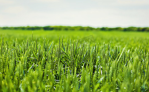 作为农业植物发展早期阶段的晴天有机绿小麦田