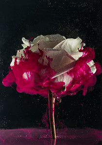 美丽嫩白玫瑰花和粉红色油漆黑色  