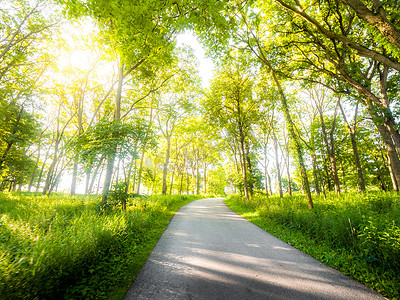 华丽的自然背景图像, 穿过树林或森林中间的一条铺好的小路, 太阳在现场投射出黄色的色调。.