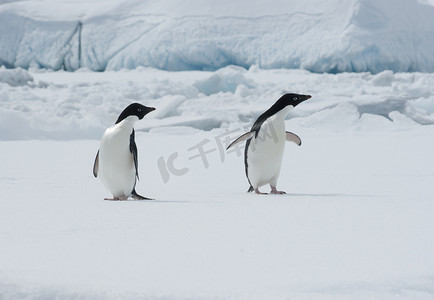 冰山一角摄影照片_在浮冰上的两个阿德利企鹅.