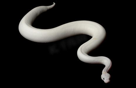 黑眼睛 leucistic 球 python