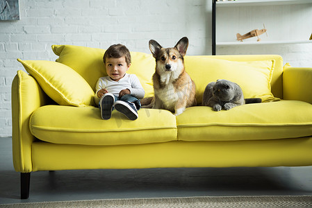 狗和猫摄影照片_可爱的孩子, 狗和猫坐在黄色的沙发在家里