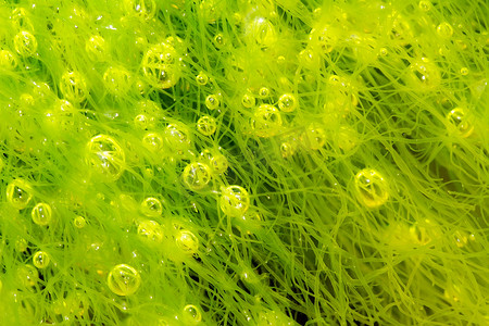 海藻的泡沫