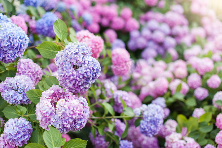 春天是摄影照片_绣球花是粉红色，蓝色，丁香，紫色，紫色的灌木丛。春天和夏天，花儿在户外的街边花园盛开.