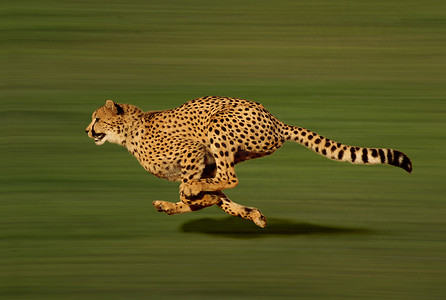 雪地猎豹摄影照片_猎豹，刺槐属，正在奔跑  