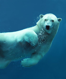 北极熊水下特写