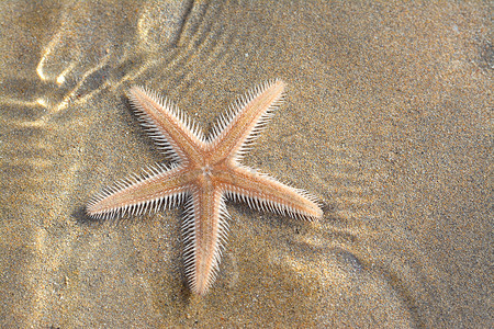rows摄影照片_Spiny starfish (Marthasterias glacialis), starfish with a small central disc and five slender, tapering arms. Each arm has three longitudinal rows of conical, whitish spines, Spiny sea star fish