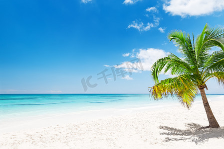 椰子ip摄影照片_在蓬塔卡纳，多米尼加的白色沙滩上的椰子棕榈树
