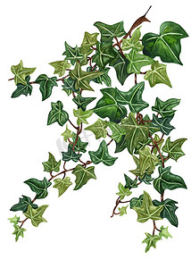 水彩绿色水彩叶子摄影照片_水彩植物学常春藤插图。手绘绿色常春藤, 白色背景. 