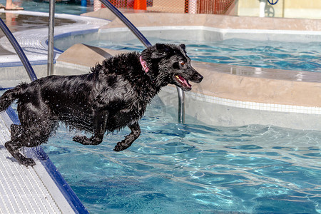 回迁摄影照片_在公共游泳池游泳的狗