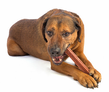大棕色短头发的狗吃一根棍子嚼